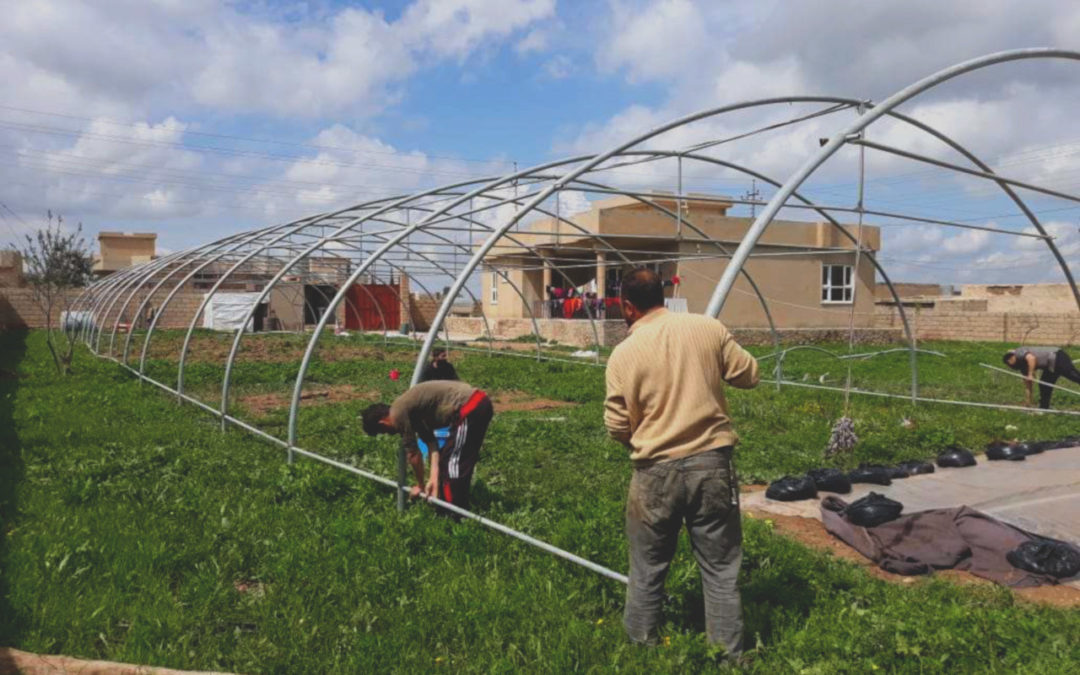 We are waiting for harvest – the end of the first stage of building a greenhouse