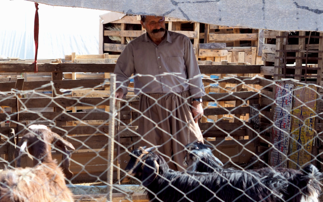By the end of the year, 180 families will have received livestock